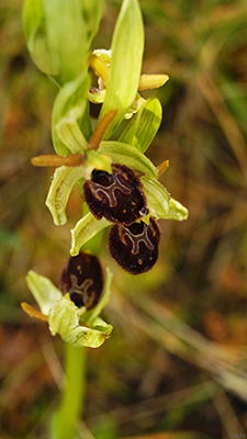 Dactylorhiza romana e Ophrys sphegodes